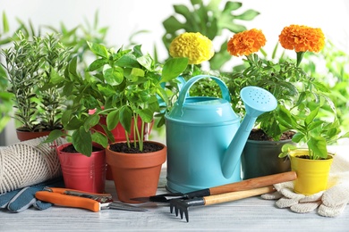 Plants and gardening tools on wooden table