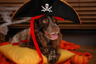 Adorable English Cocker Spaniel in pirate hat with pumpkin on cushion indoors. Halloween costume for pet