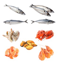 Image of Collage with different seafood on white background