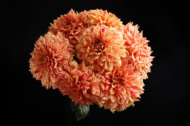 Photo of Beautiful coral dahlia flowers on black background