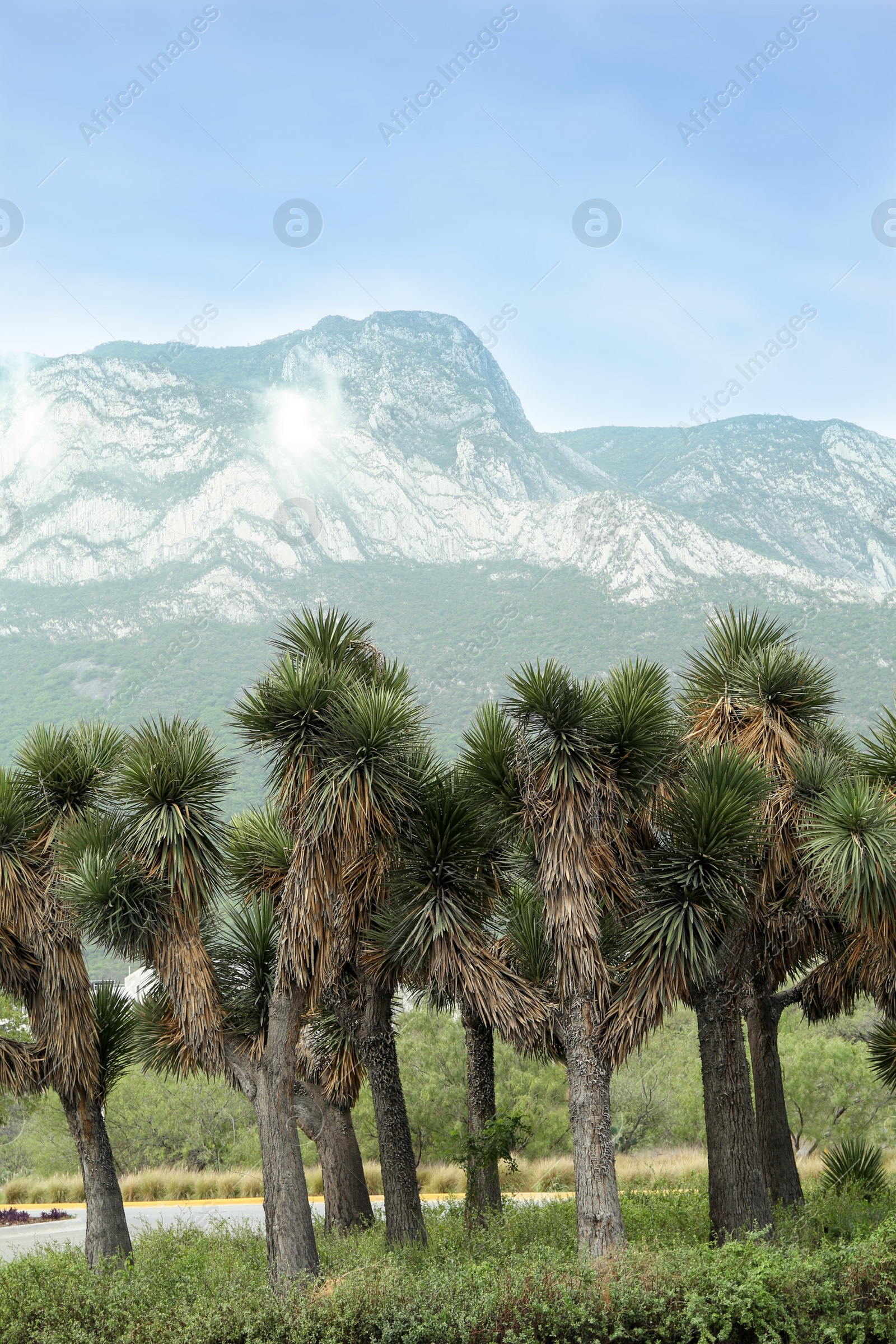 Photo of Many beautiful Joshua trees and majestic mountain landscape on background