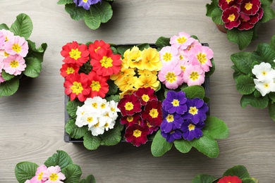 Photo of Primrose Primula Vulgaris flowers on wooden background, flat lay. Spring season