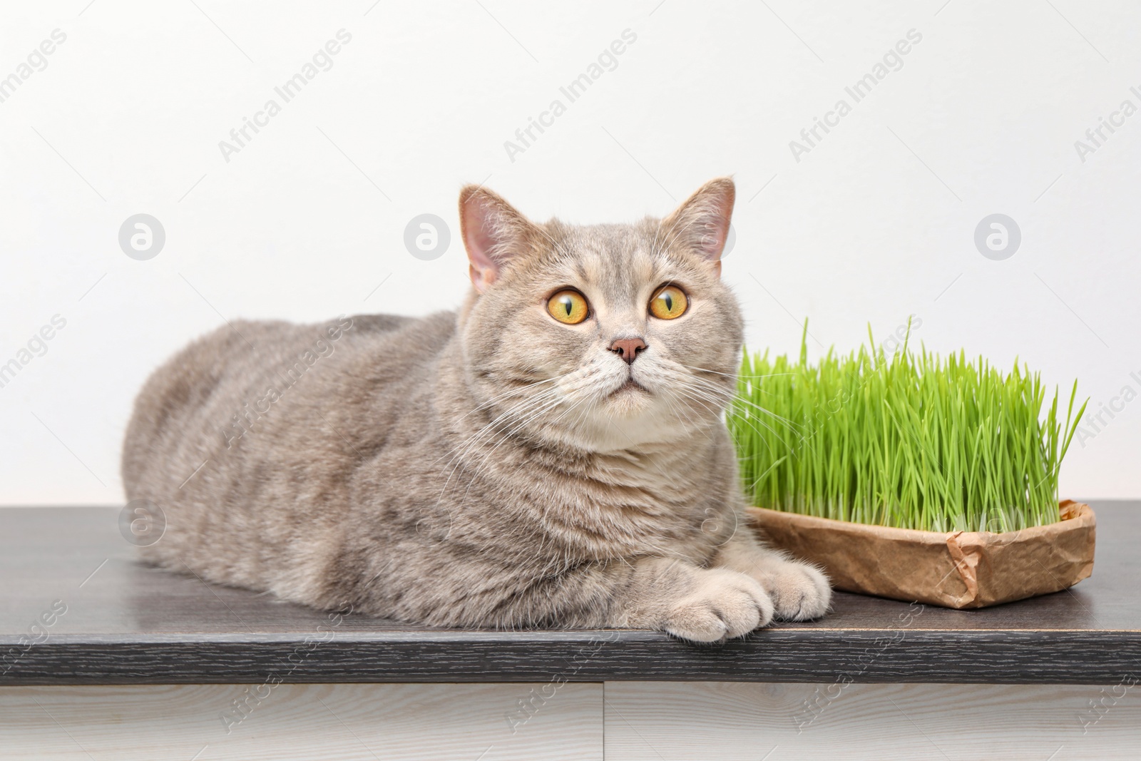 Photo of Cute cat and fresh green grass on wooden desk near white wall indoors