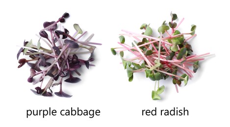 Image of Different fresh microgreens on white background, top view. Banner design 