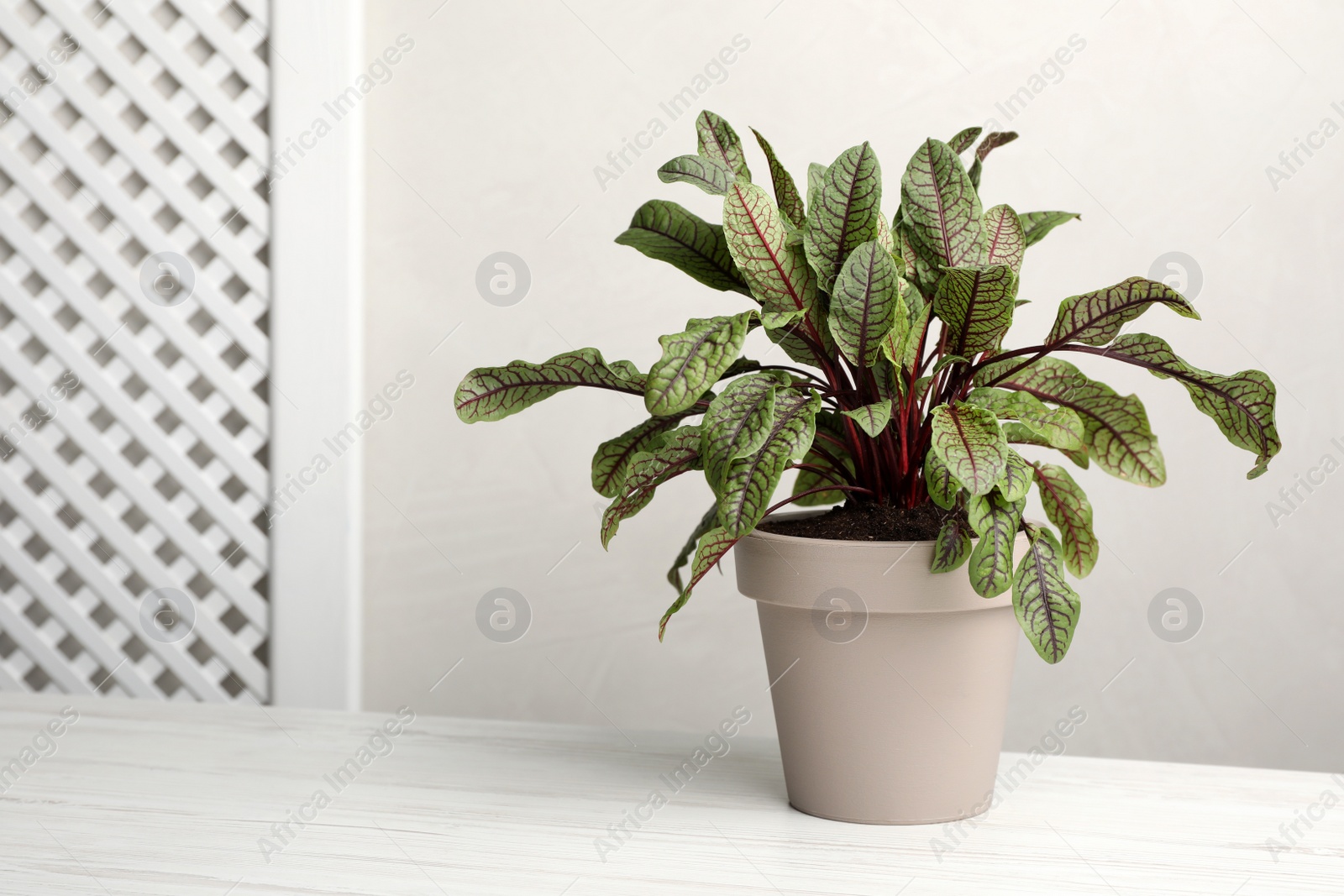 Photo of Potted sorrel plant on white wooden table. Space for text