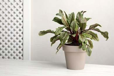 Potted sorrel plant on white wooden table. Space for text