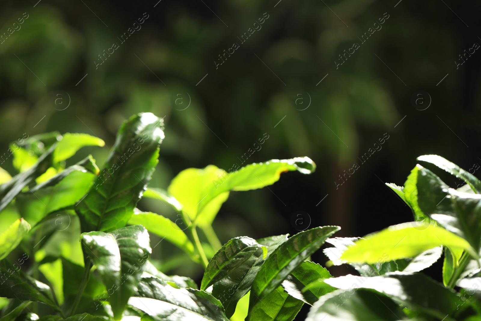 Photo of Closeup view of green tea plant against dark background. Space for text