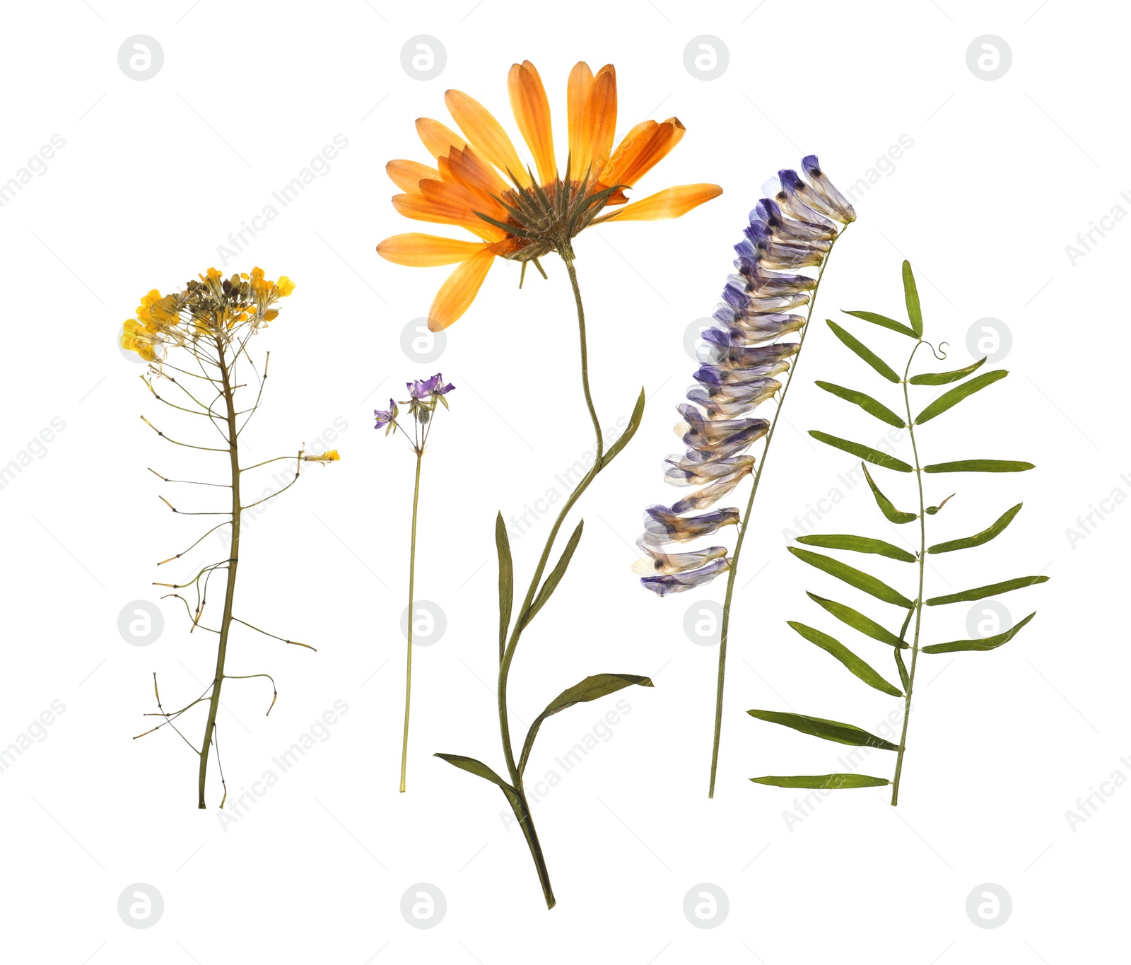 Photo of Wild dried meadow flowers on white background, top view