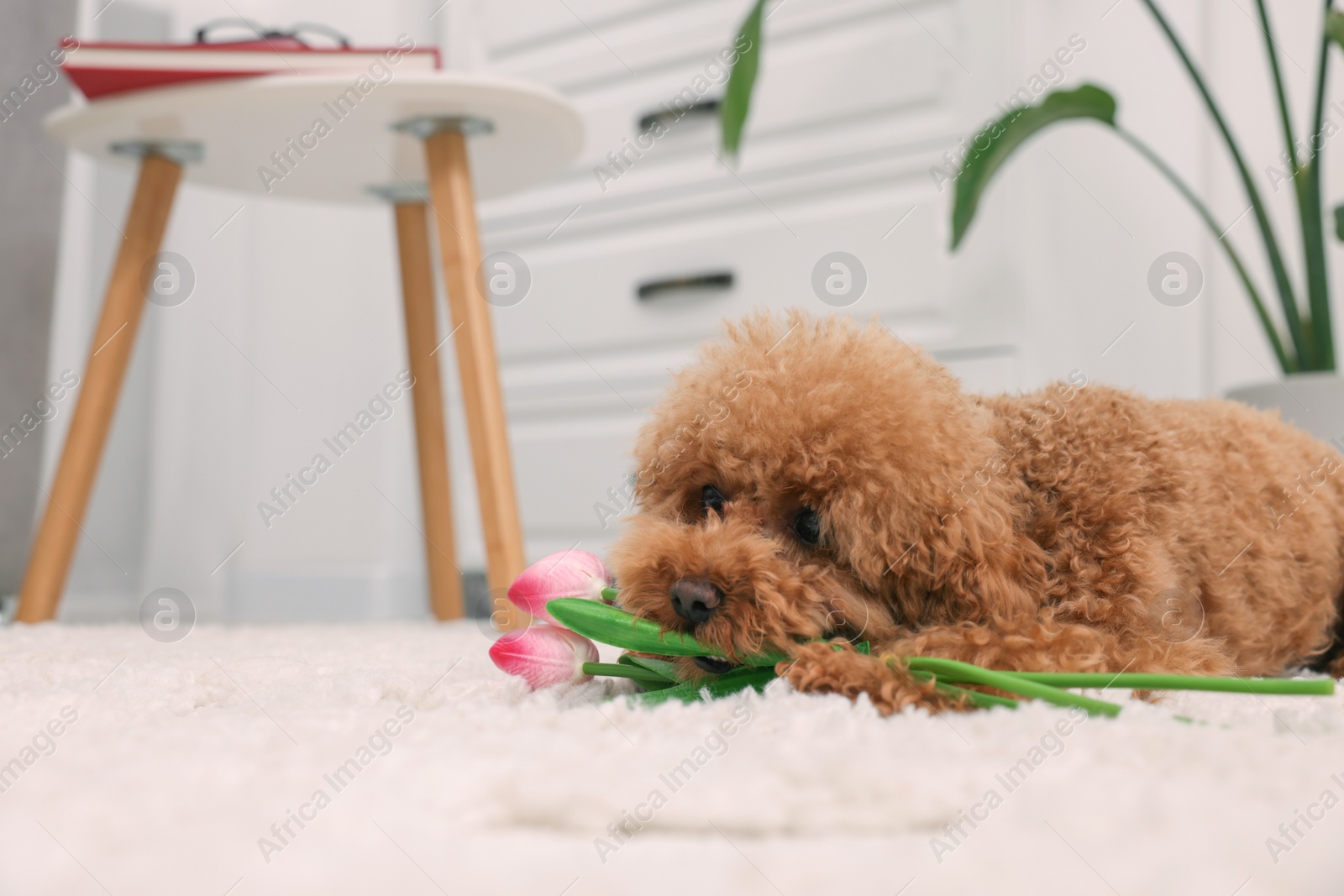 Photo of Cute Maltipoo dog with bouquet of beautiful tulips at home, space for text. Lovely pet