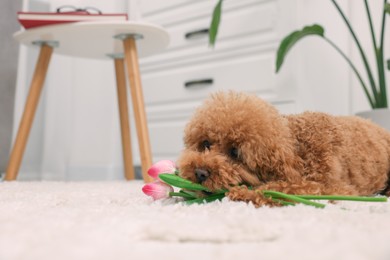 Cute Maltipoo dog with bouquet of beautiful tulips at home, space for text. Lovely pet