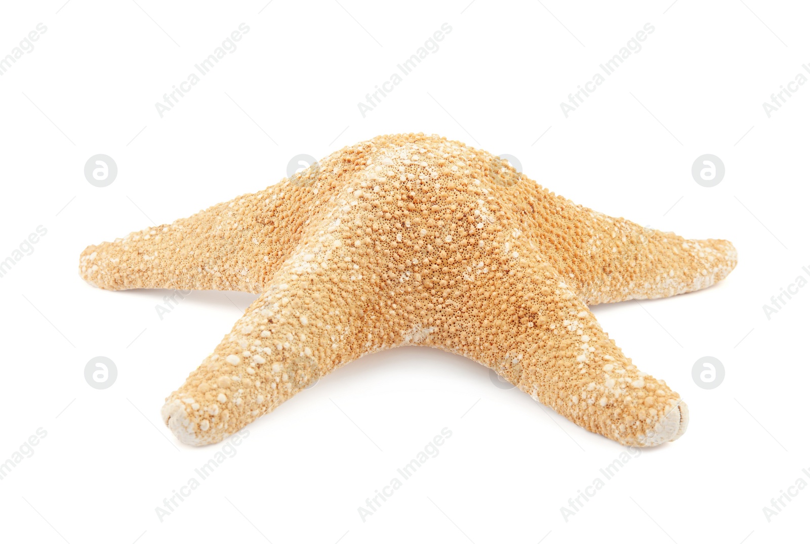 Photo of Beautiful starfish on white background. Beach object