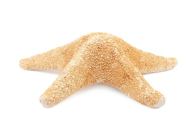 Photo of Beautiful starfish on white background. Beach object