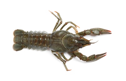 Photo of Fresh raw crayfish isolated on white, top view. Healthy seafood