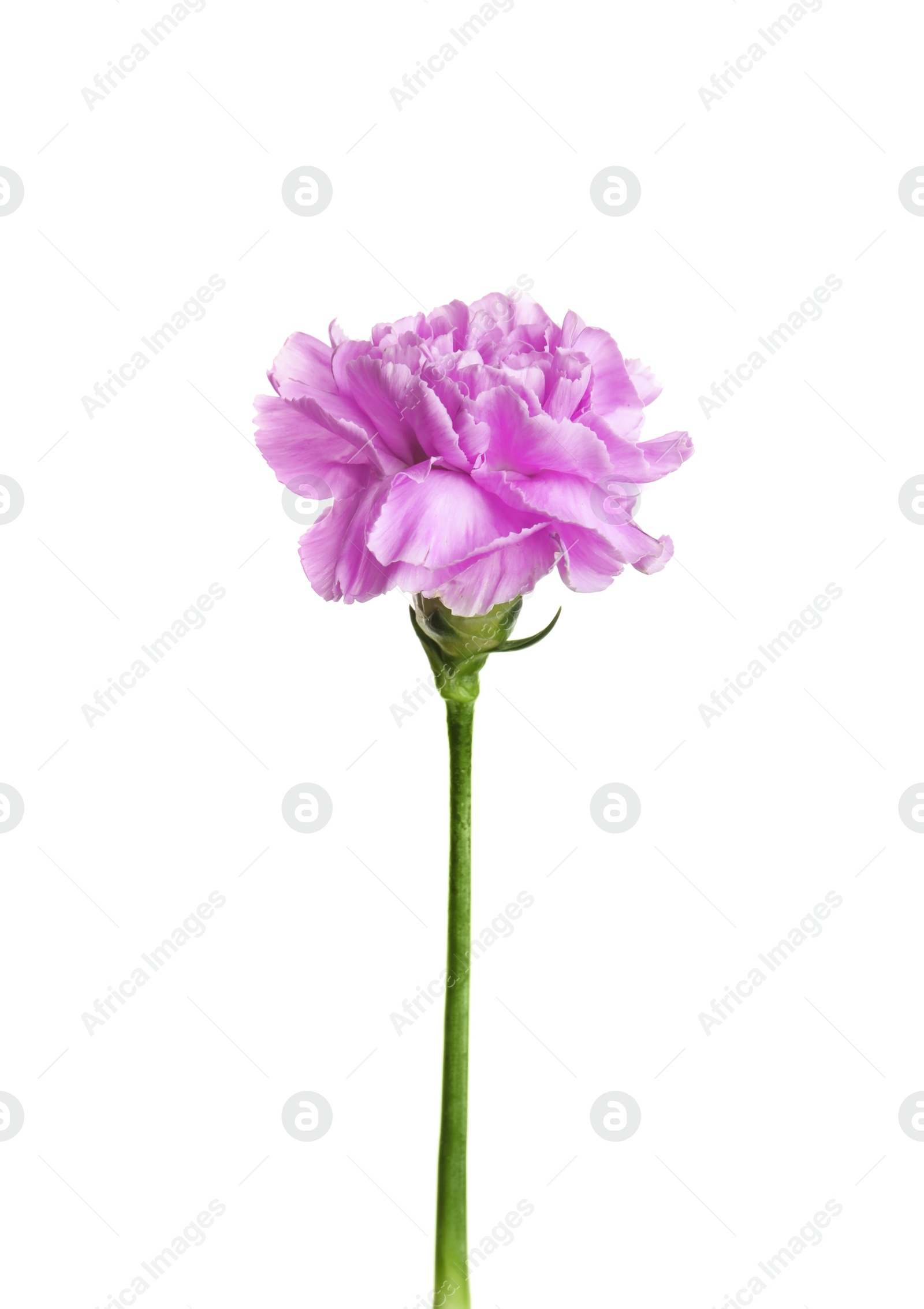 Photo of Beautiful blooming violet carnation on white background