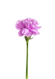 Photo of Beautiful blooming violet carnation on white background