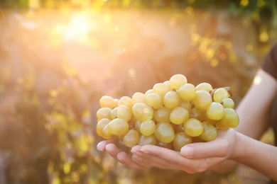 Photo of Woman with bunch of grapes in vineyard, closeup