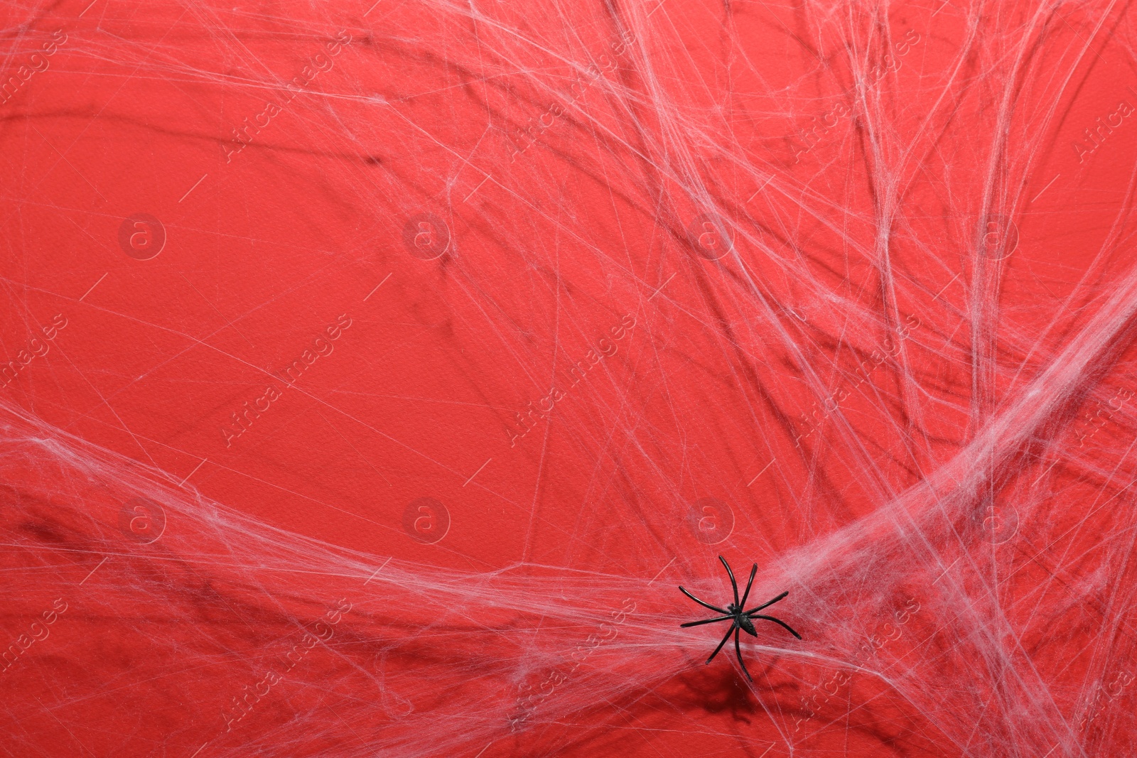 Photo of Cobweb and spider on red background, top view