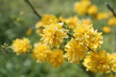 Closeup view of kerria shrub with beautiful yellow blossom outdoors