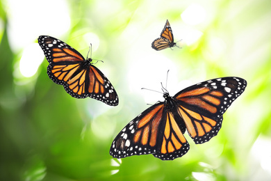 Image of Beautiful monarch butterflies flying in green garden
