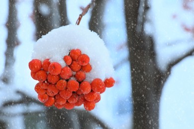 Image of Red rowan berries on tree branch covered with snow outdoors on cold winter day, space for text