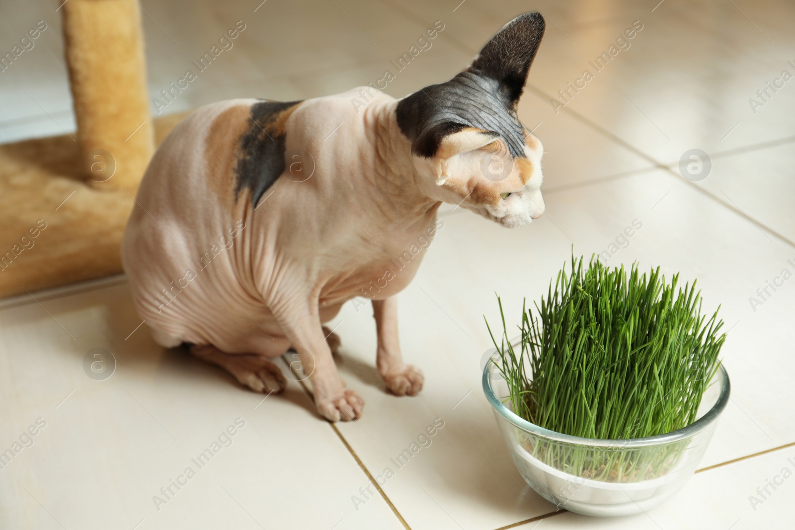 Photo of Adorable Sphynx cat and green grass plant on floor indoors. Cute pet