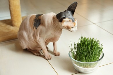 Adorable Sphynx cat and green grass plant on floor indoors. Cute pet