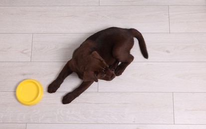 Photo of Cute chocolate Labrador Retriever puppy near feeding bowl on floor indoors, top view. Lovely pet