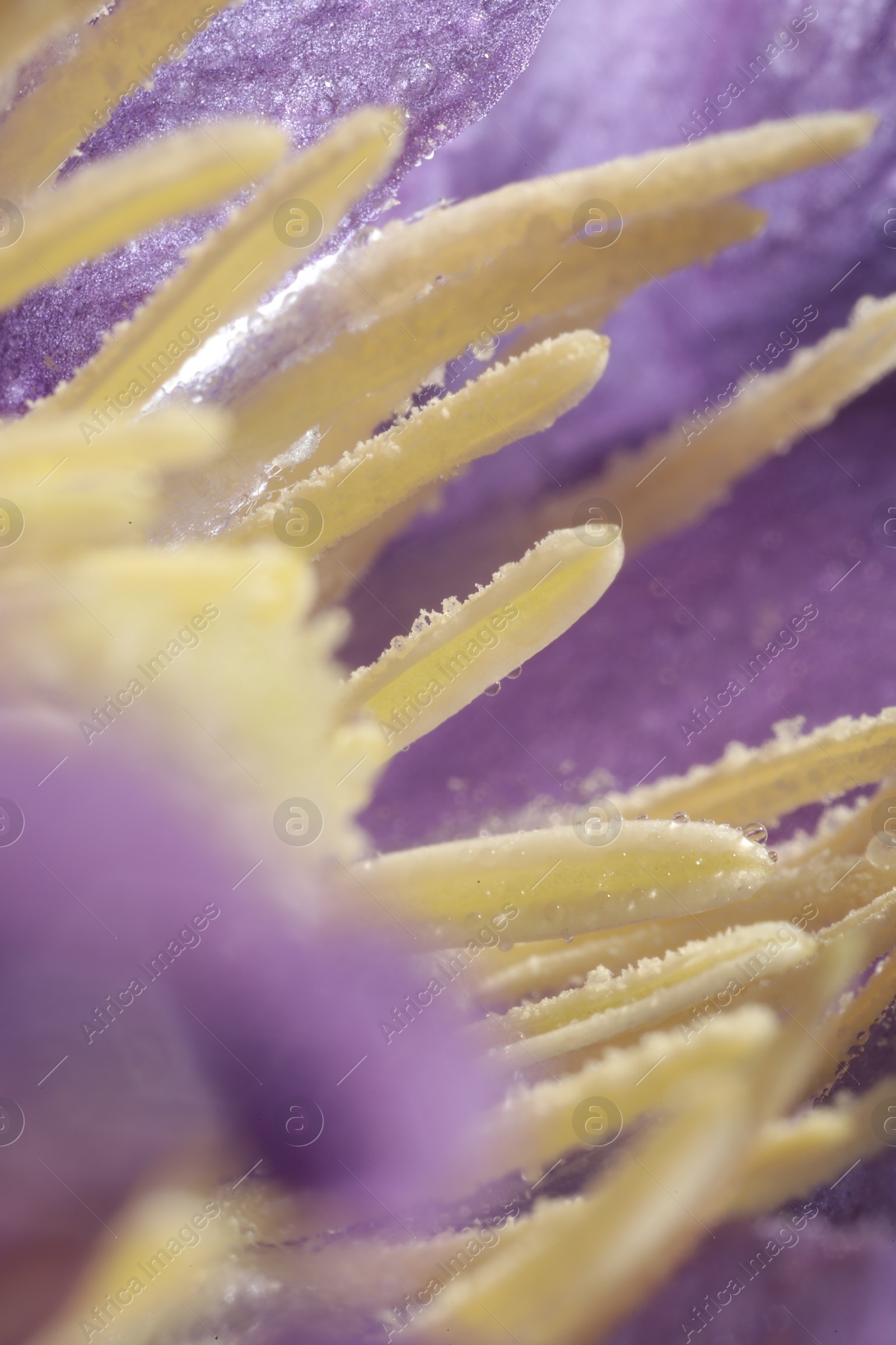 Photo of Beautiful purple Clematis flower with water drops as background, macro view