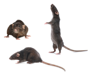 Set of cute little rats on white background