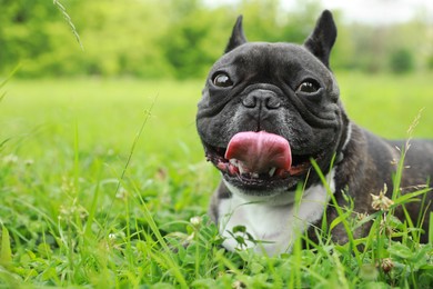 Photo of Funny walk. Cute French Bulldog lying on green grass. Space for text