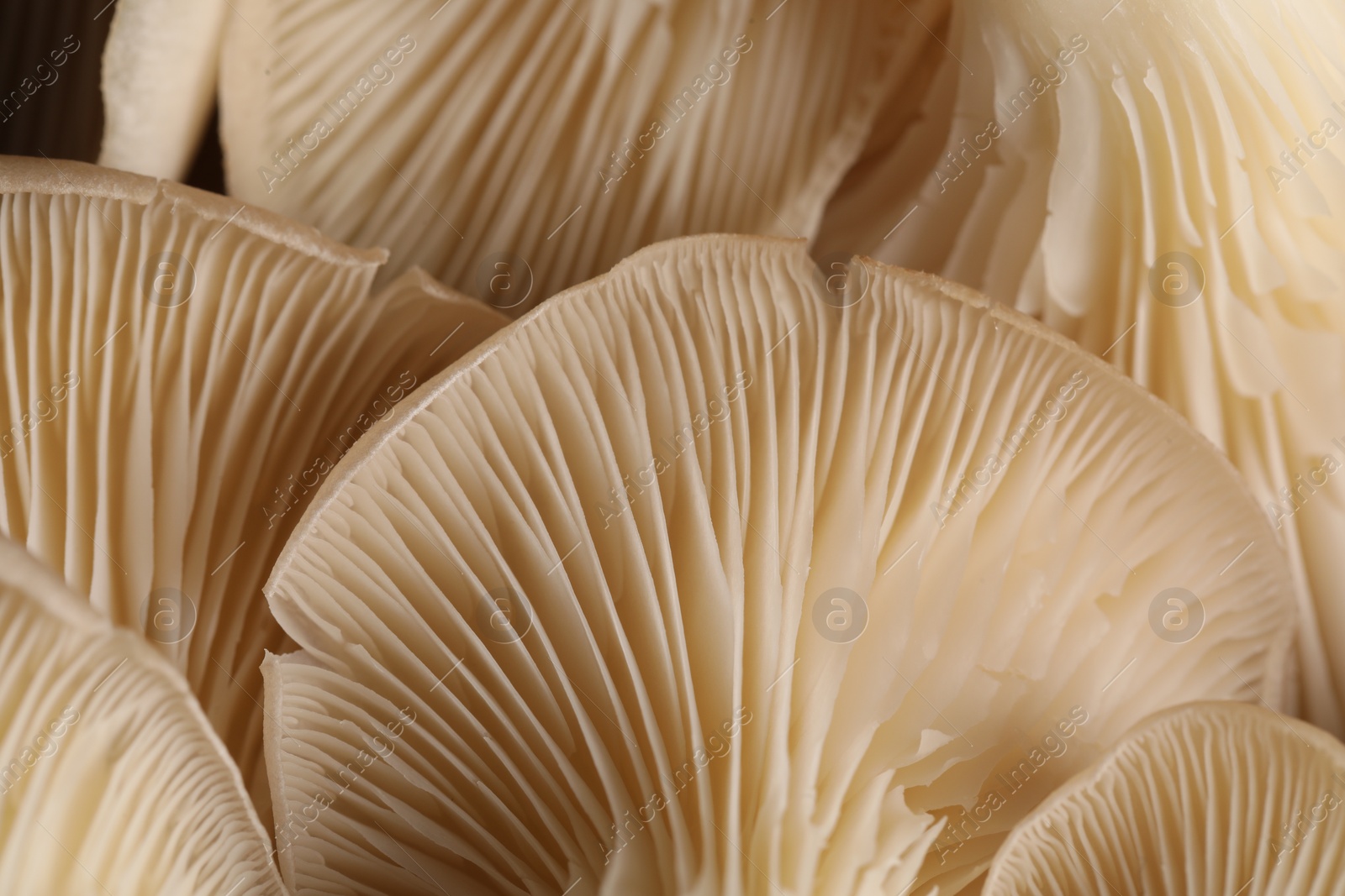 Photo of Macro view of fresh oyster mushrooms as background