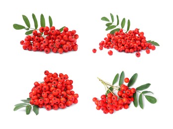 Image of Set with ripe rowan berries on white background 