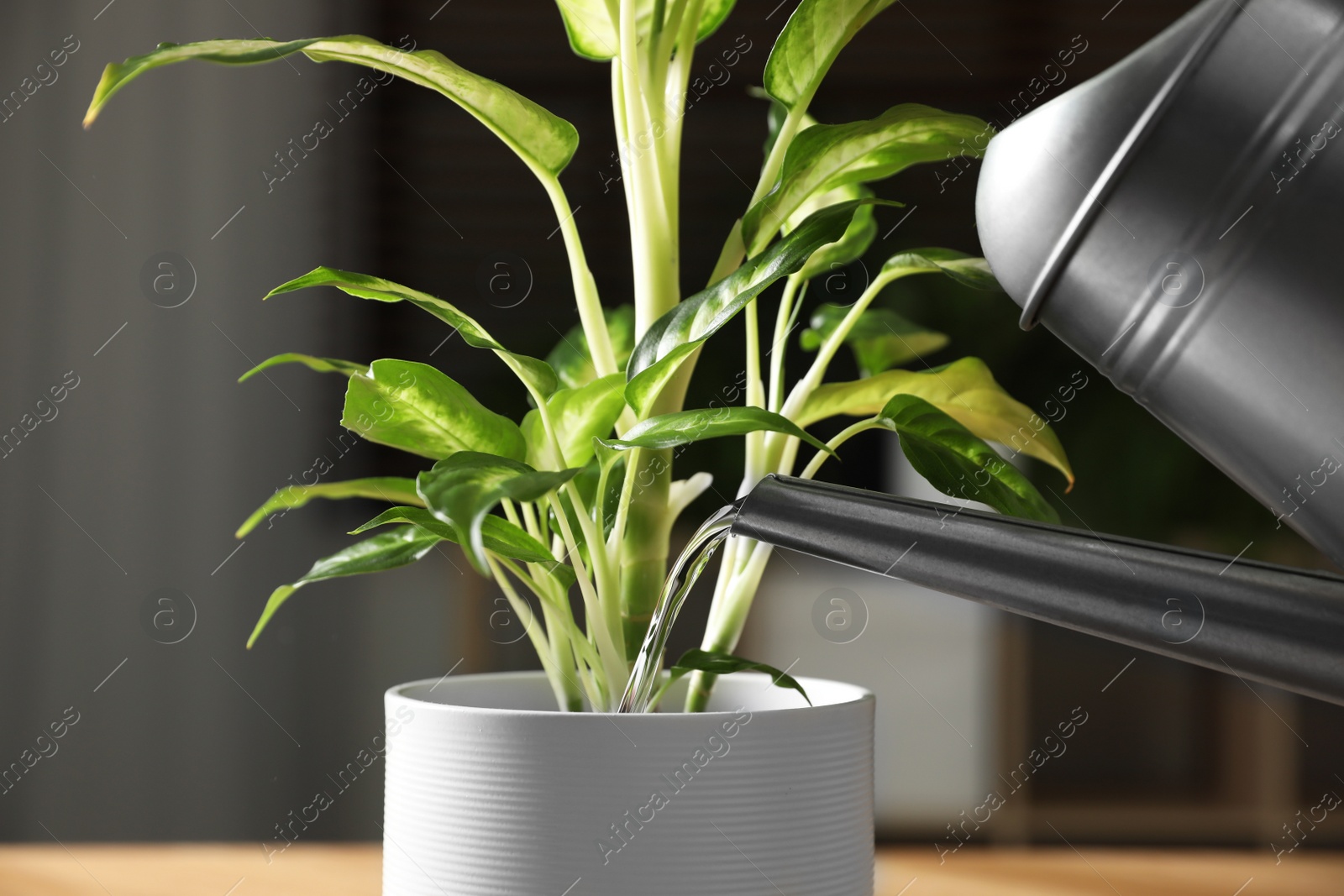 Photo of Watering beautiful Dieffenbachia plant at home, closeup