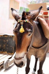 Cute donkey with bridle on city street