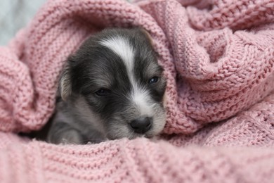 Cute puppy lying on pink knitted blanket, closeup