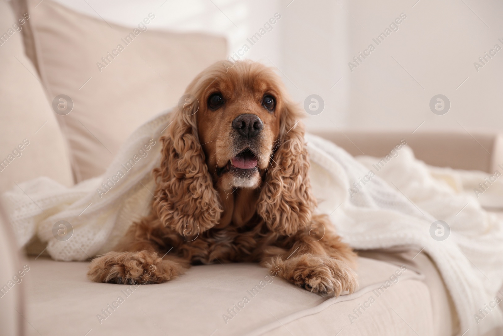 Photo of Cute English cocker spaniel dog with plaid on sofa