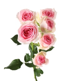 Beautiful blooming rose flowers on white background