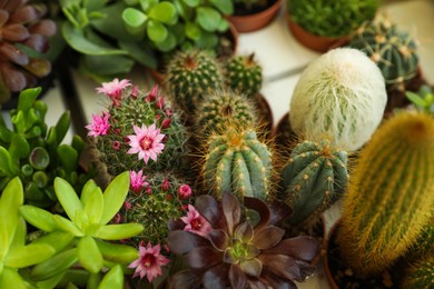 Many different cacti and succulent plants on table, closeup