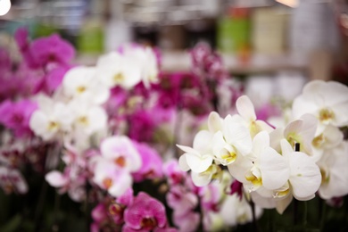 Beautiful blooming orchid flowers, closeup. Tropical plant