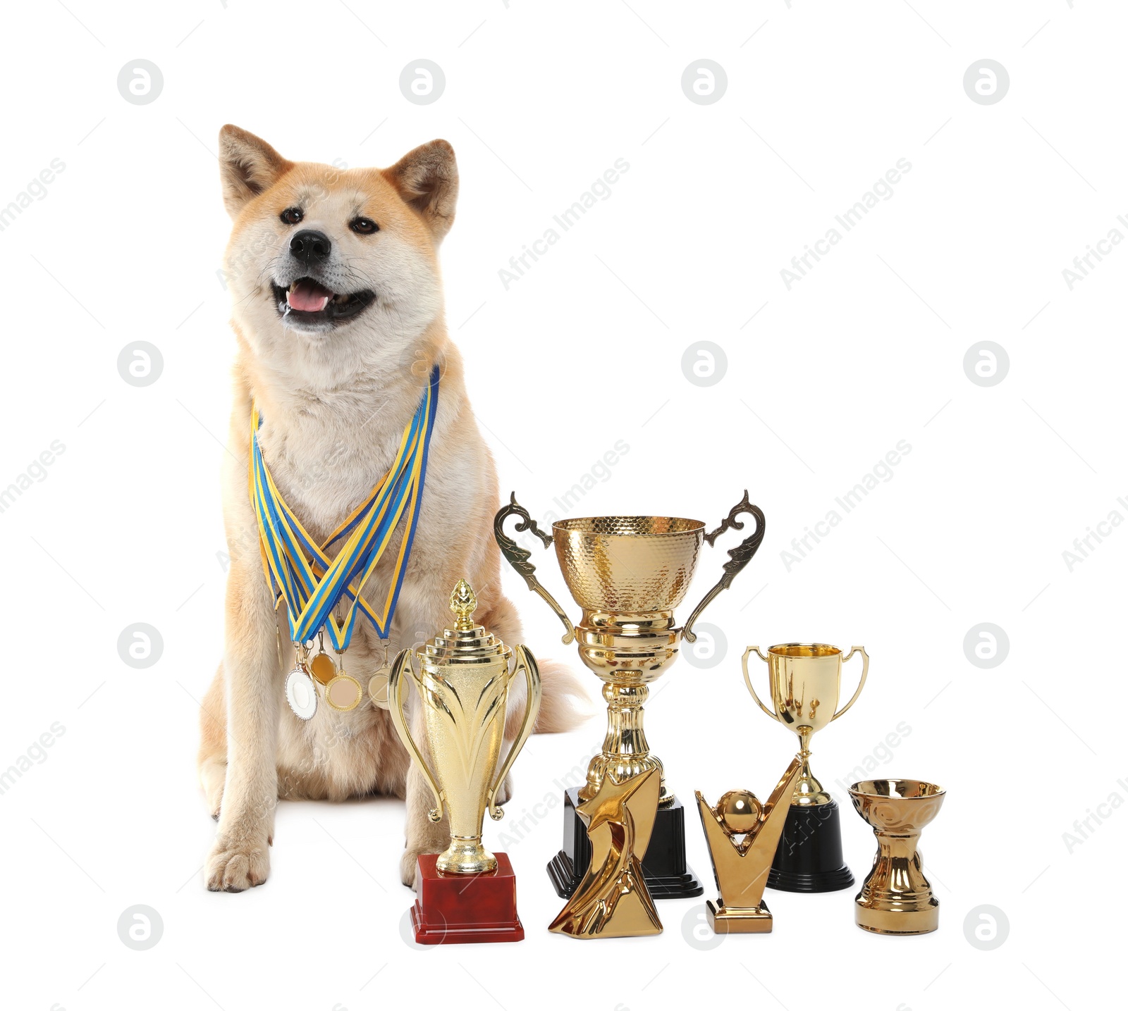 Photo of Adorable Akita Inu dog with champion trophies and medals on white background