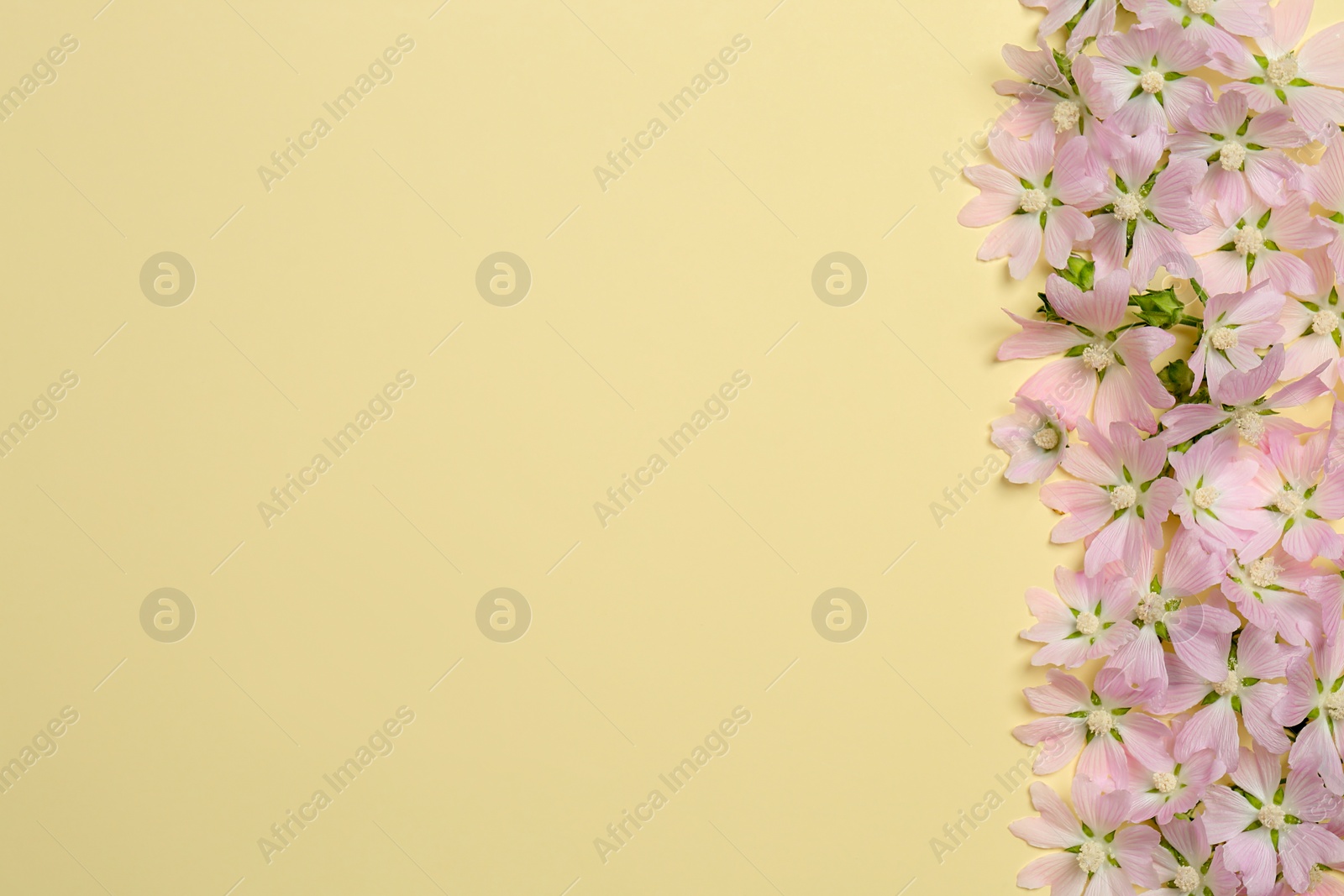 Photo of Flat lay composition with beautiful musk mallow flowers on beige background, space for text