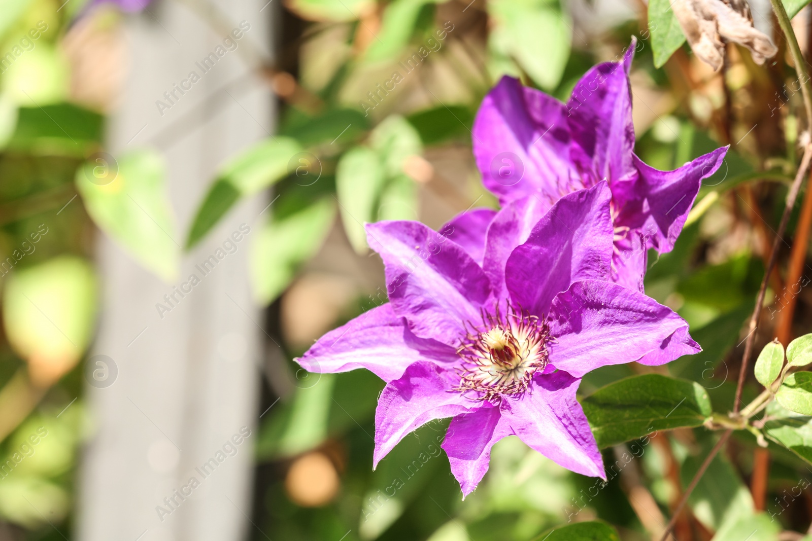 Photo of Beautiful spring flowers in garden on sunny day. Space for text