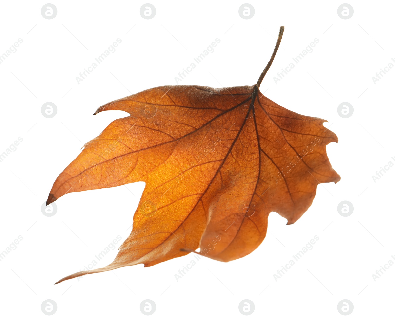 Photo of Beautiful autumn leaf on white background. Fall foliage