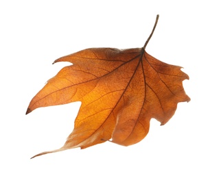 Photo of Beautiful autumn leaf on white background. Fall foliage