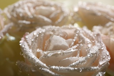 Beautiful rose flowers with water drops, closeup