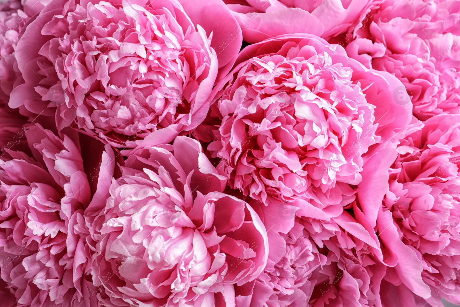 Photo of Beautiful fragrant peony flowers as background