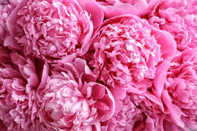 Photo of Beautiful fragrant peony flowers as background