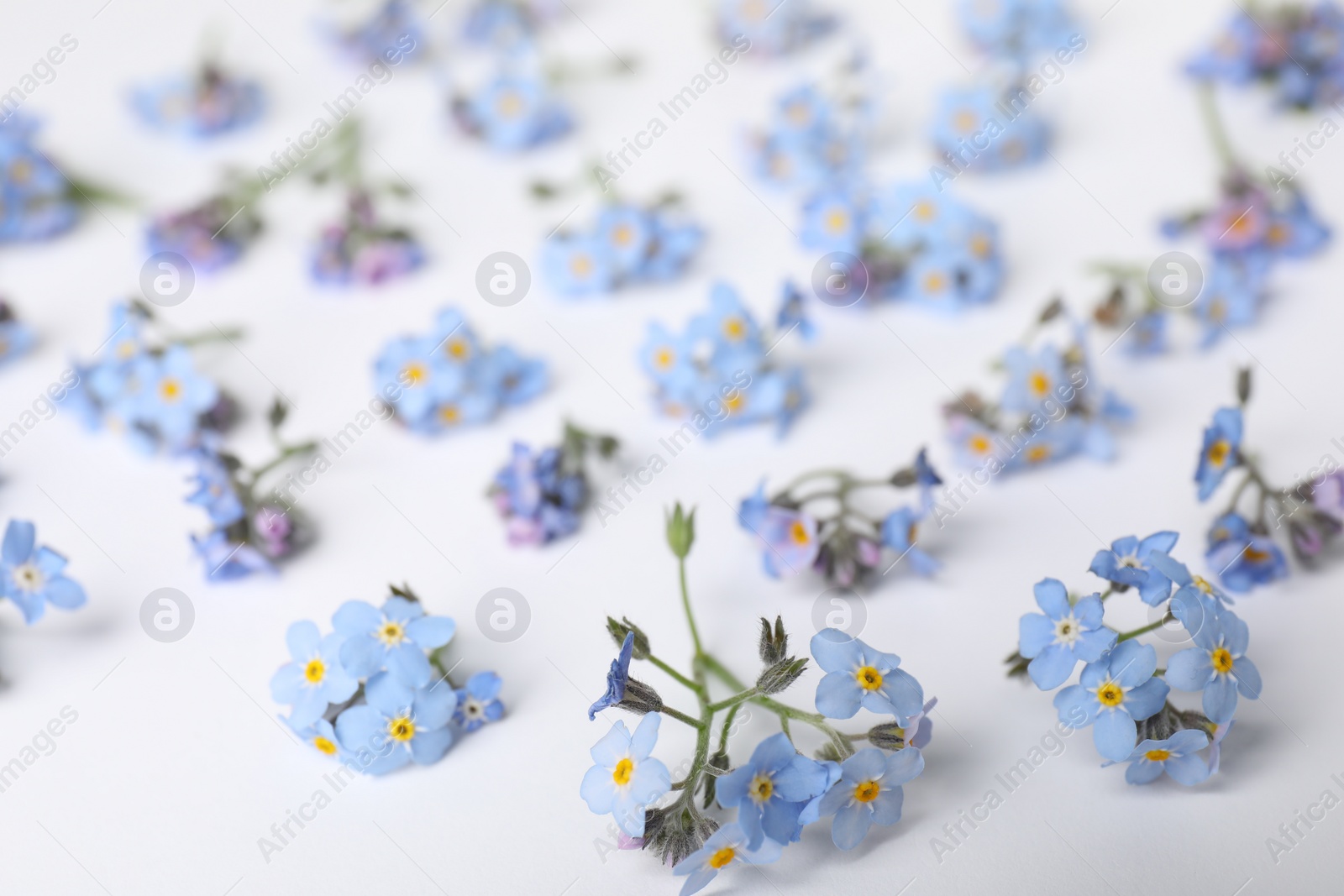 Photo of Beautiful forget-me-not flowers on white background, closeup