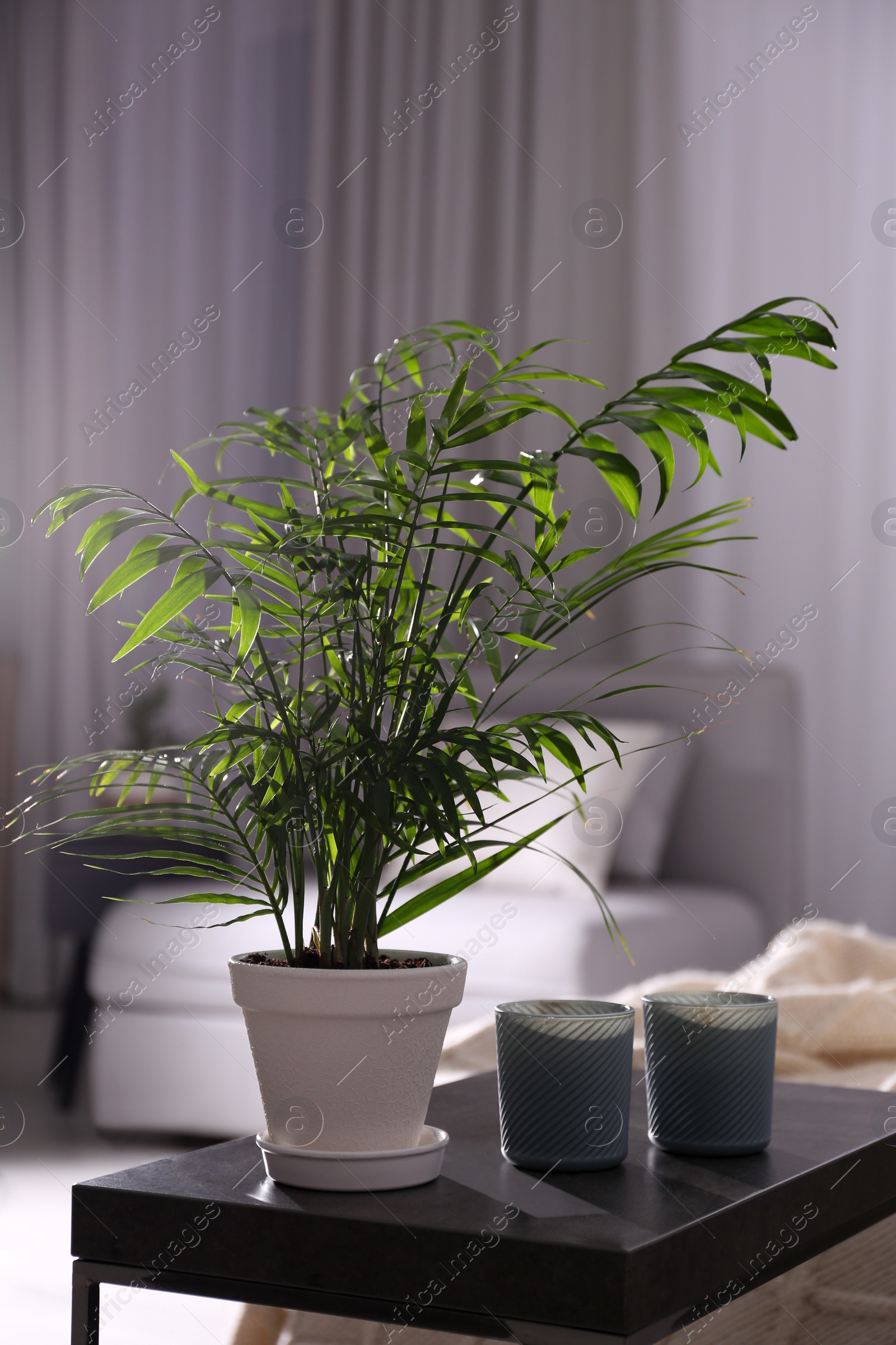 Photo of Modern living room interior with beautiful potted plant