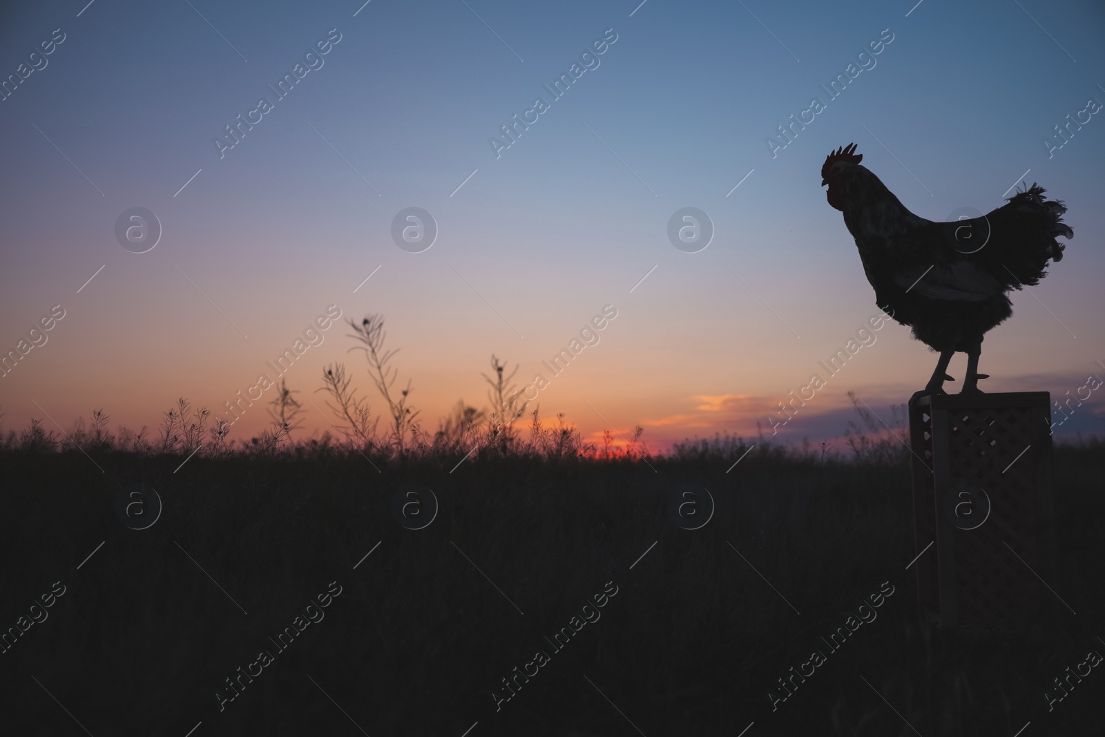 Photo of Big domestic rooster on stand at sunrise, space for text. Morning time